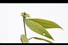 香桂-花苞05.JPG