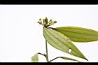 香桂-花苞06.JPG