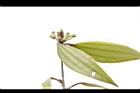 香桂-花苞07.JPG