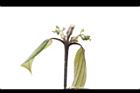 香桂-花苞08.JPG