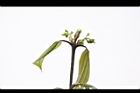 香桂-花苞09.JPG