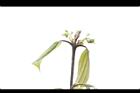 香桂-花苞10.JPG