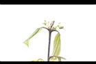 香桂-花苞11.JPG