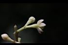 香桂-花萼00.JPG