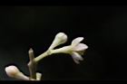香桂-花萼02.JPG
