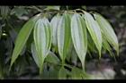 香桂-葉04.JPG