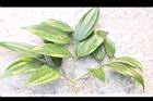 香桂-葉05.JPG