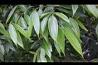 香桂-葉07.JPG