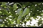 香桂-葉09.JPG