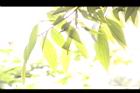 香桂-葉17.JPG