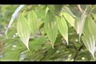 香桂-葉18.JPG