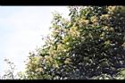 香桂19.JPG