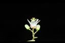 香椿-花06.JPG