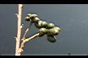 香水樹-實09.jpg