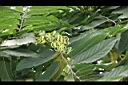 香水樹-花01.jpg