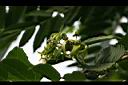 香水樹-花03.jpg