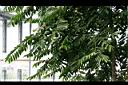 香水樹02.jpg
