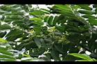 香水樹-花00.jpg