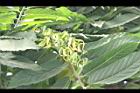 香水樹-花02.jpg
