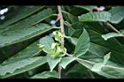 香水樹-花04.jpg