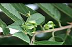 香水樹-花05.jpg