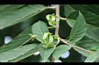 香水樹-花06.jpg