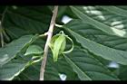 香水樹-花07.jpg