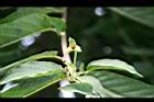 香水樹-花萼01.jpg