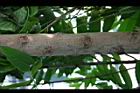 香水樹-莖00.jpg