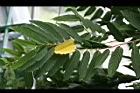 香水樹-葉01.jpg