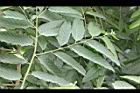 香水樹-葉02.jpg
