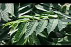 香水樹-葉03.jpg