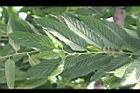 香水樹-葉04.jpg