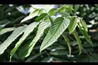香水樹-葉05.jpg