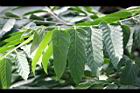 香水樹-葉06.jpg