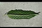 香水樹-葉背01.jpg