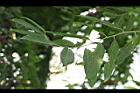 香水樹03.jpg