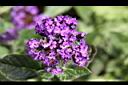 香水草-花01.JPG