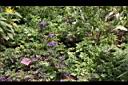 香水草03.JPG