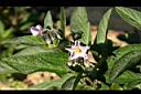 香瓜茄-花0.jpg