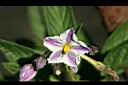 香瓜茄-花1.jpg