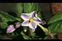 香瓜茄-花2.jpg