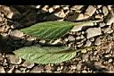 香瓜茄-葉.jpg