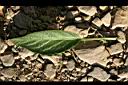 香瓜茄-葉正.jpg