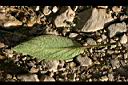 香瓜茄-葉背.jpg