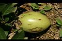 香瓜茄-食5.jpg