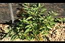 香瓜茄01.jpg