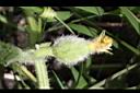 香瓜-幼果00.JPG