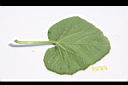 香瓜-葉背01.JPG