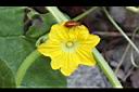 香瓜-雄花05.JPG